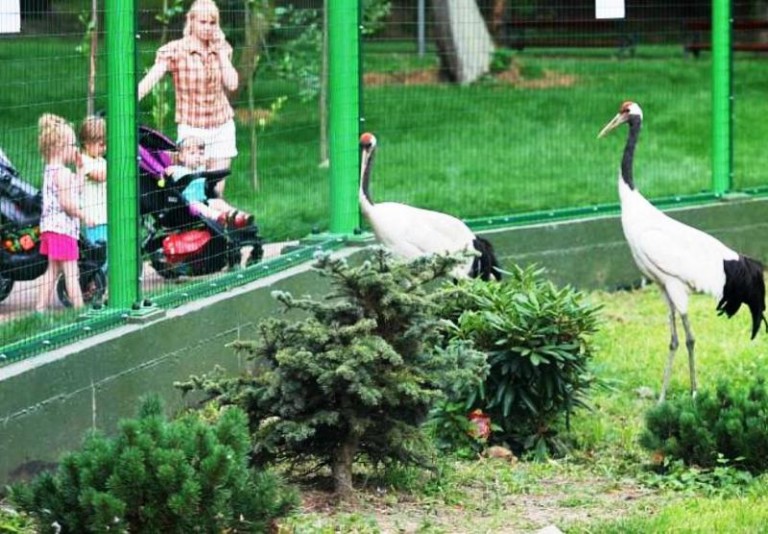 Wygrali Man i Dżuria