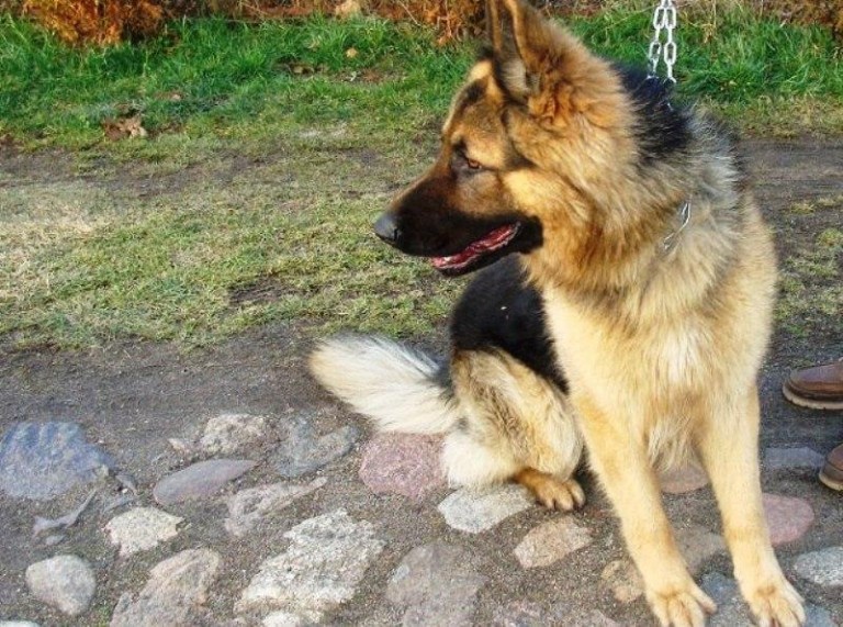 Z Żelaznego Mostu do Rynarcic