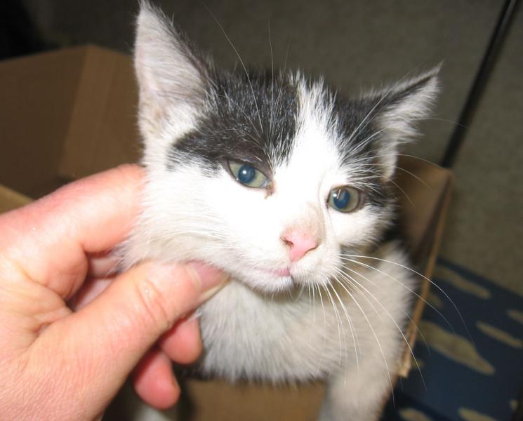 Podróż pod maską samochodu