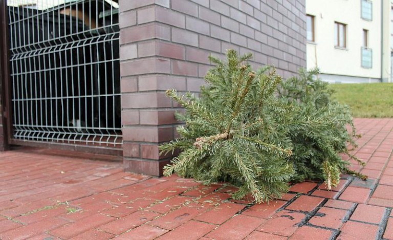 Co zrobić z choinką?