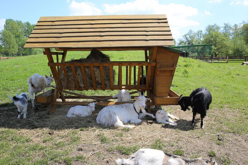 Nowy wybieg w parku. Każdy może wejść