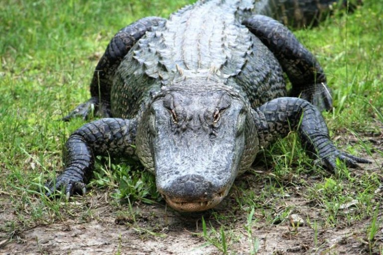 Trzymają w domu węże i aligatora