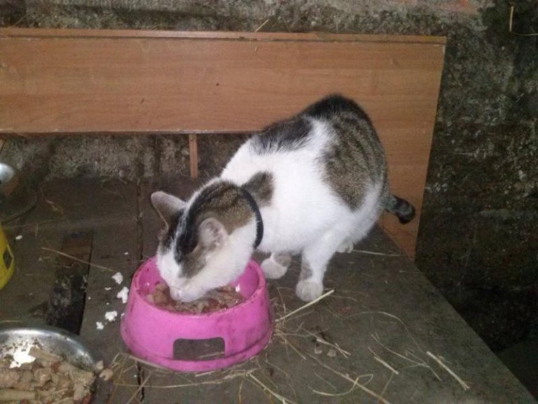 Samotne szukają domu