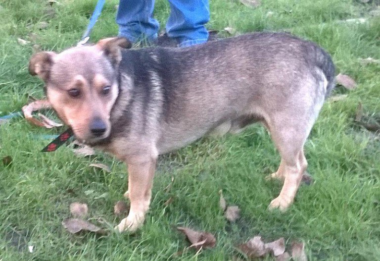 Wciąż czekają na nowy dom