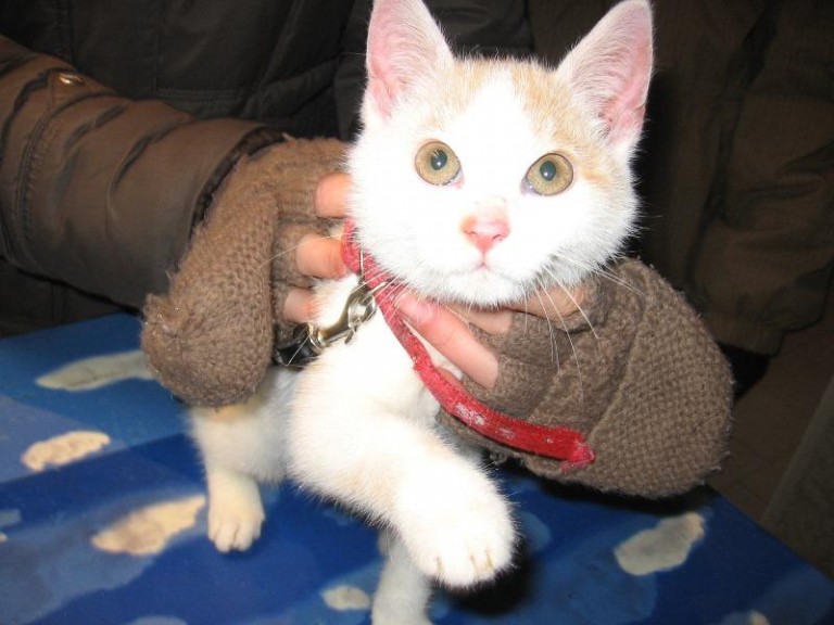 Mruczek i spółka czekają na dom