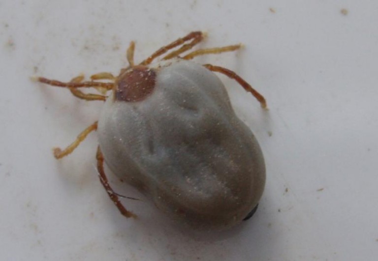 Zachorowali przez kleszcze