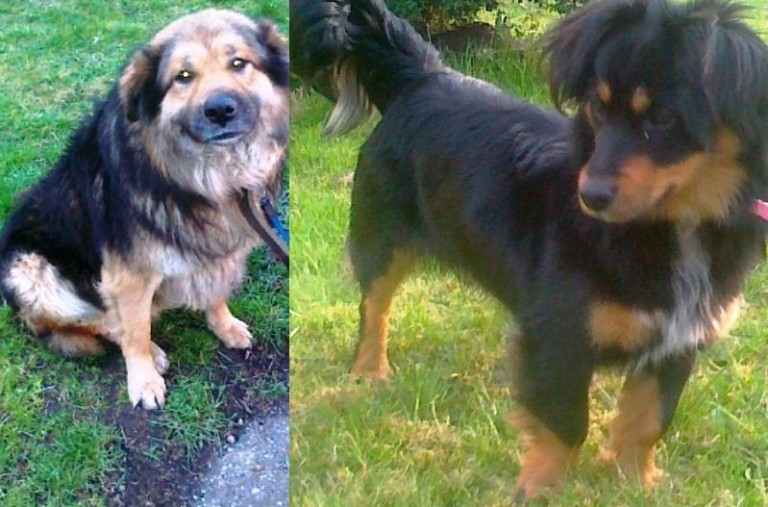 Żółwik i Czarek do adopcji