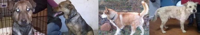 Husky, mieszaniec i psia rodzinka