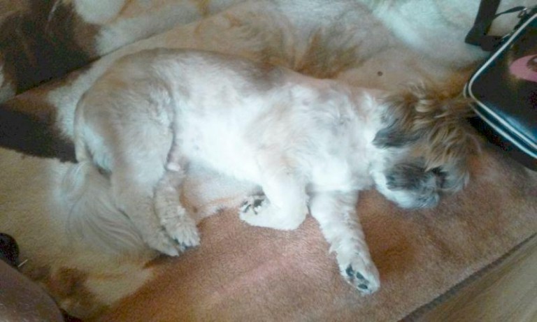 Zerwał się i uciekł. Poszukiwania trwają