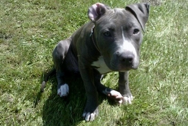 Szukają pupila. Za pomoc jest nagroda