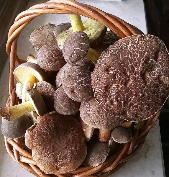 Jak do lasu, to najlepiej razem