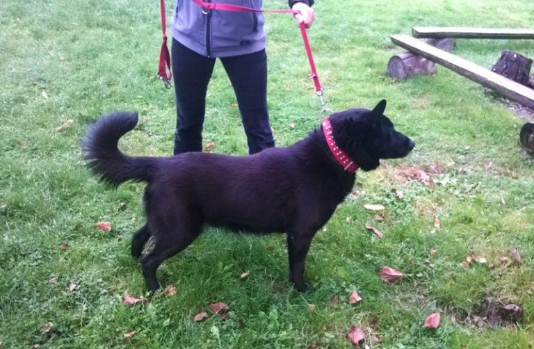 Błąkał się przy drodze