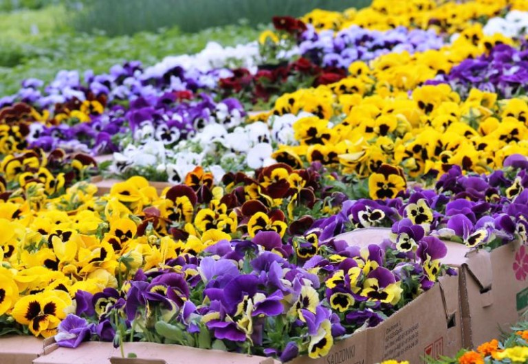 Oddasz śmieci, dostaniesz bratki