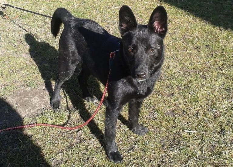 Czy ktoś go zechce?