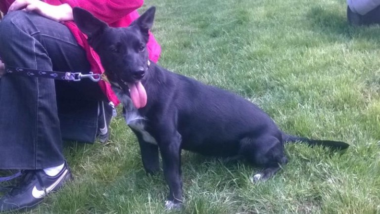 Psy, kot i świnka morska