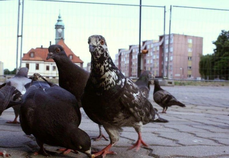 Straszą gołębie dźwiękami