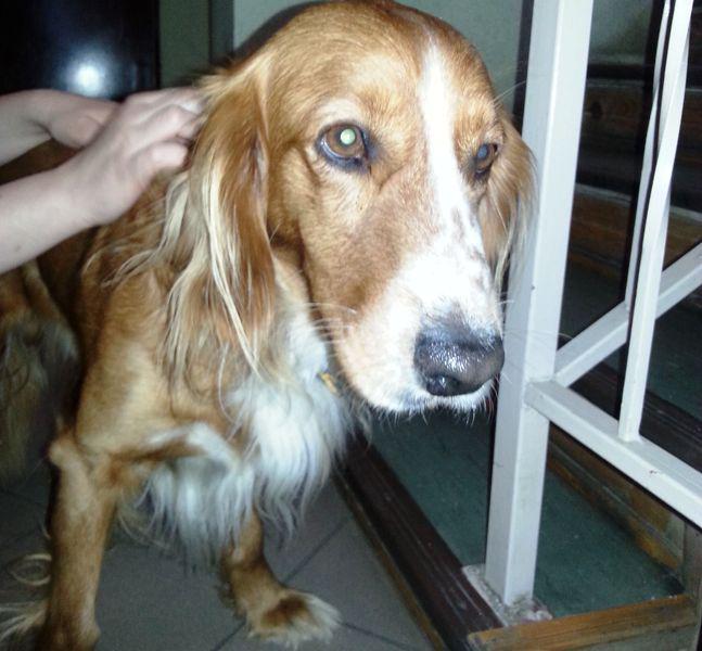 Uwaga, znaleziono psa