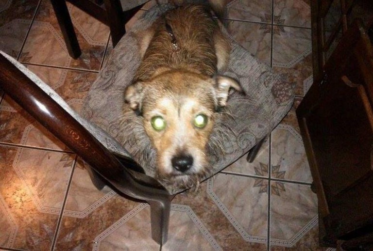 Uwaga, zaginął Maks