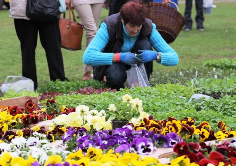 Lubin zakochany w kwiatach