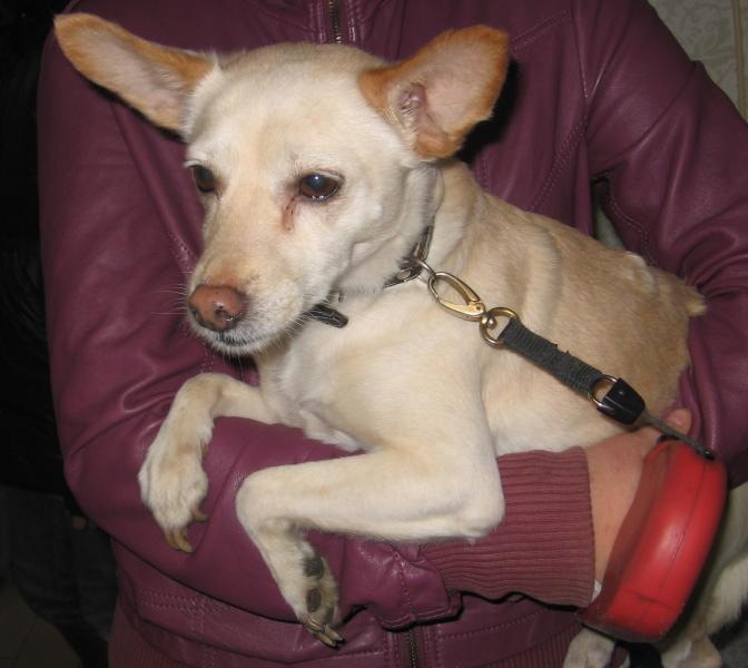 Przywiązana pod sklepem