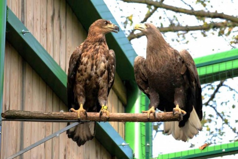 Panicznie boją się strzałów!