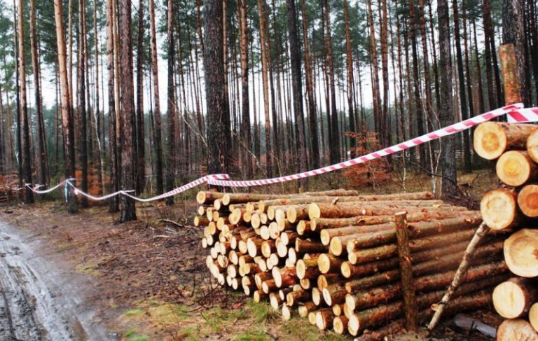 Piją, pracują i ryzykują życie