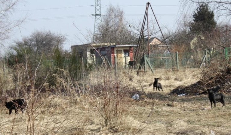 Zdziczałe psy polują na sarny