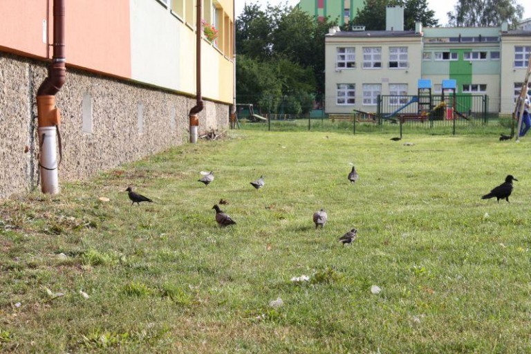 Jedzenie i śmieci przez balkon