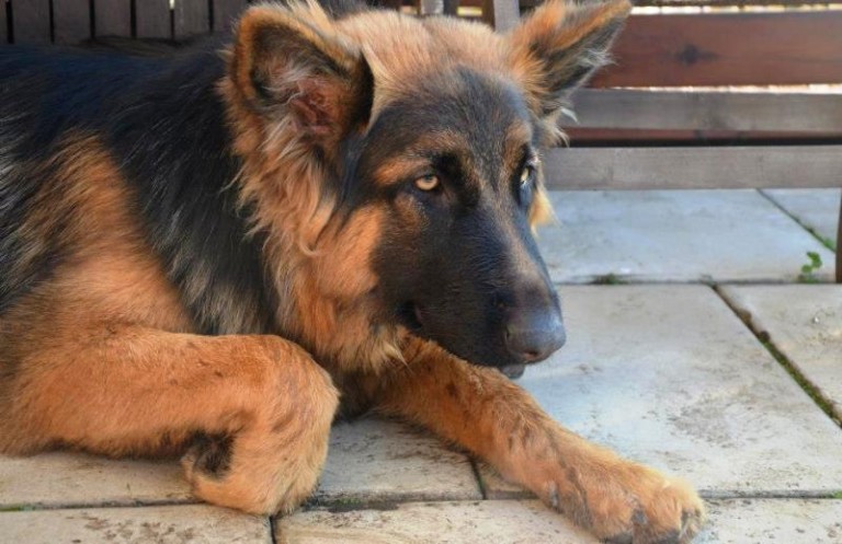 Isia już w domu (AKTUALIZACJA)