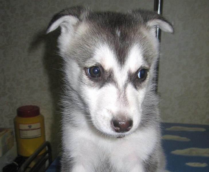 Słodki szczeniaczek