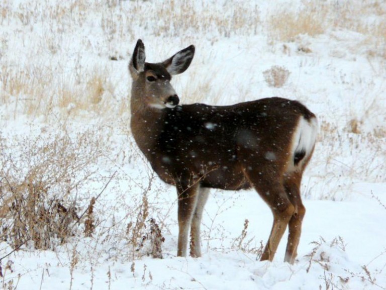 Ludzka bezmyślność. Batonik dla sarenki!