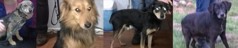 Cztery bezdomne zwierzaki