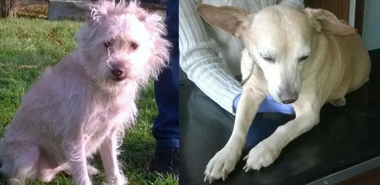 Czekają na właścicieli