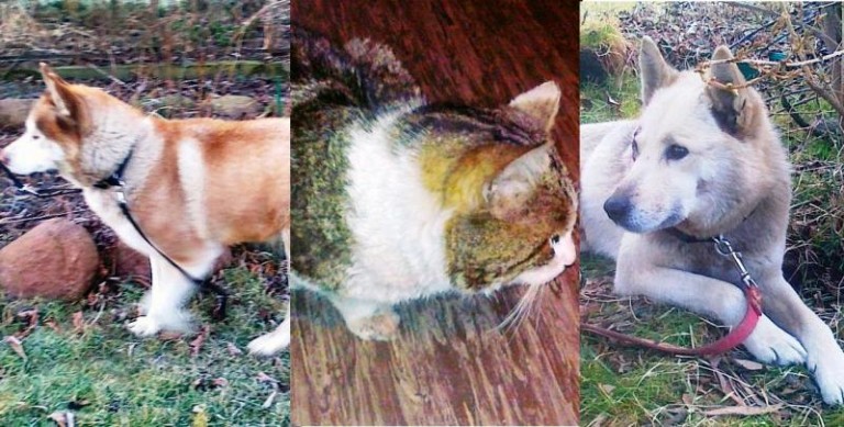 Sympatyczny zwierzyniec