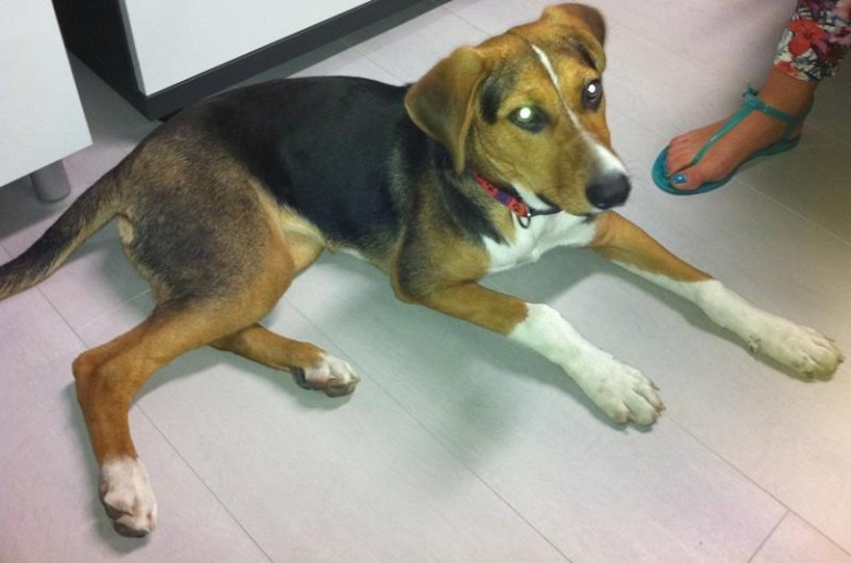 Grzeczna w dobre ręce