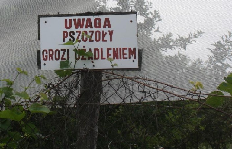 Owady terroryzują działkowców z Przylesia