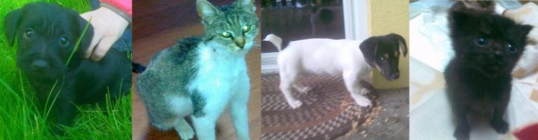 Sympatyczna ferajna szuka domu