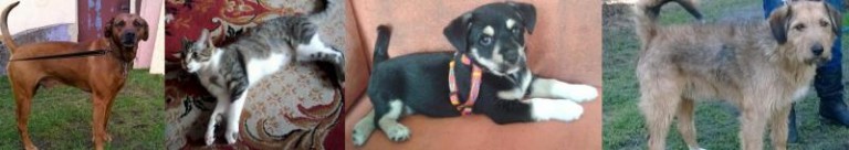 Znaleziono szczeniaka. Psy szukają domu