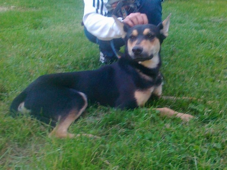 Przywiązany do kraty