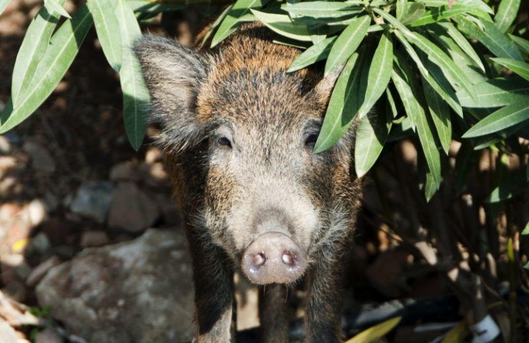 Dziki niepokoją lubinian