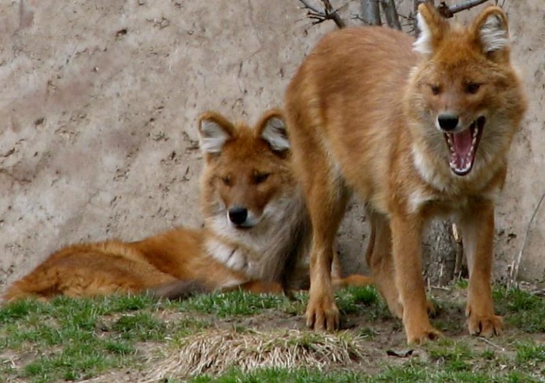 Na zdrowie chytrusom