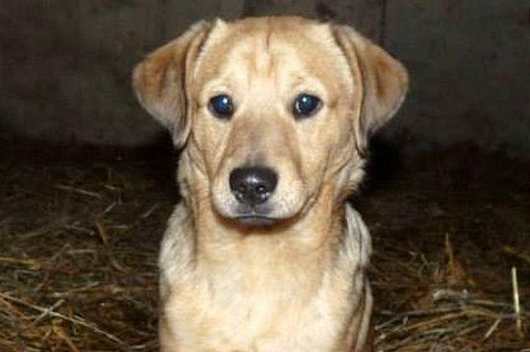 Porzucony pod stajnią