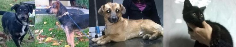 Pełna miska i ciepły kąt – tego potrzebują