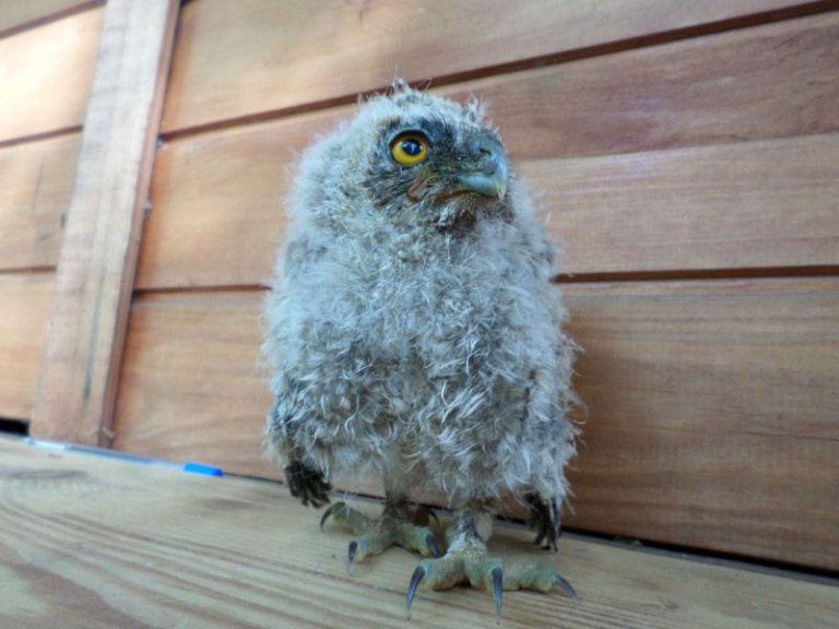 Ptasie oblężenie w straży miejskiej