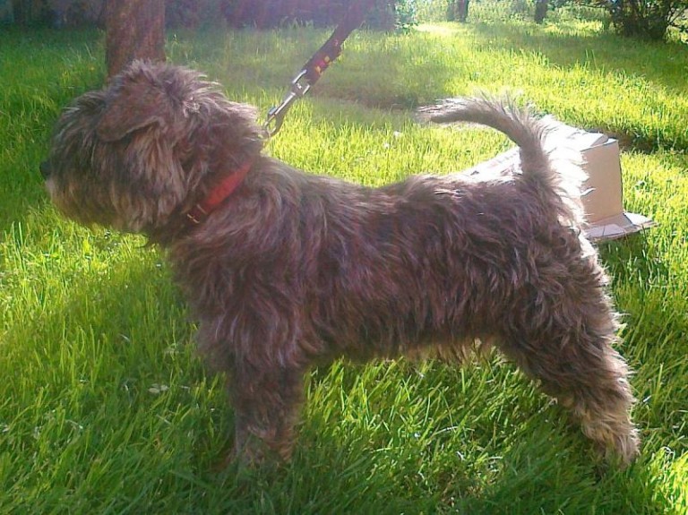 Znaleziono sznaucera miniaturkę