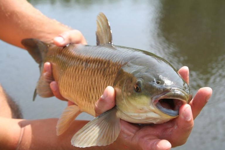 Karp na święta będzie droższy