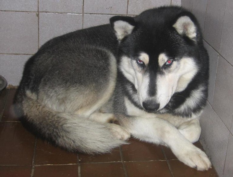 Husky szuka właściciela