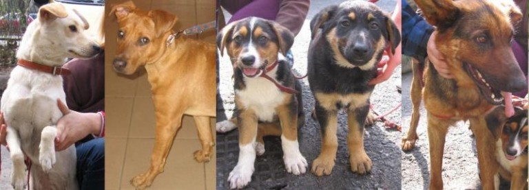 Wiedli pieskie życie