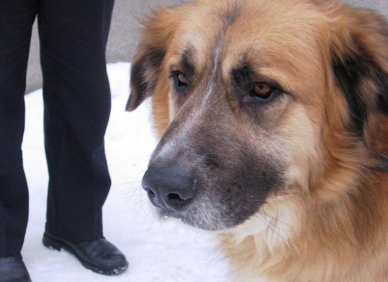 Nieszczęścia chodzą parami