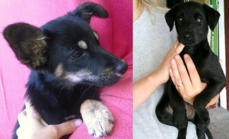 Dwa szczeniaki i pies